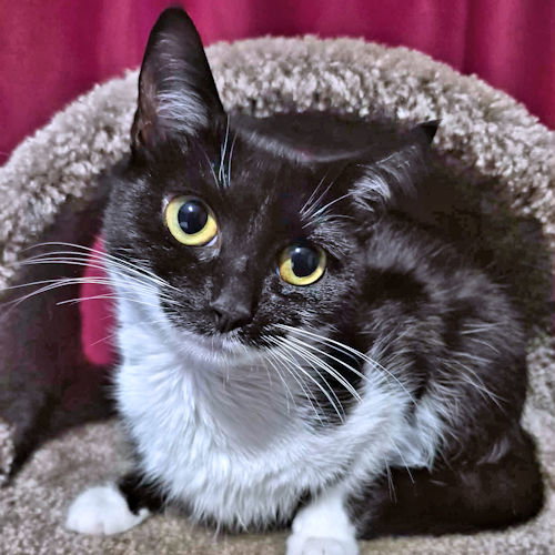 picture of the cat needing adoption