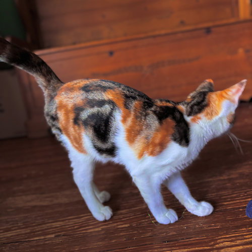 picture of the cat needing adoption