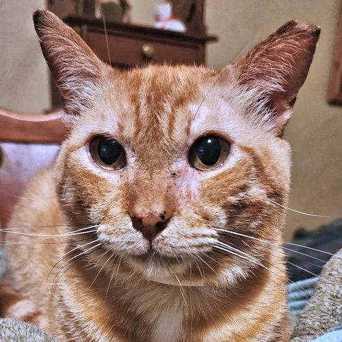 picture of the cat needing adoption
