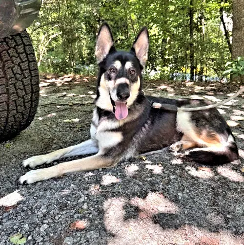 Millie - German Shepherd Dog
