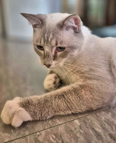 picture of the cat needing adoption