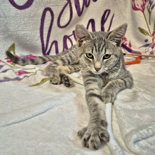 picture of the cat needing adoption