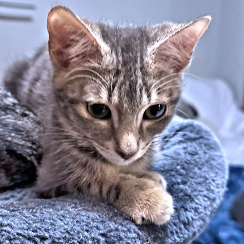 picture of the cat needing adoption