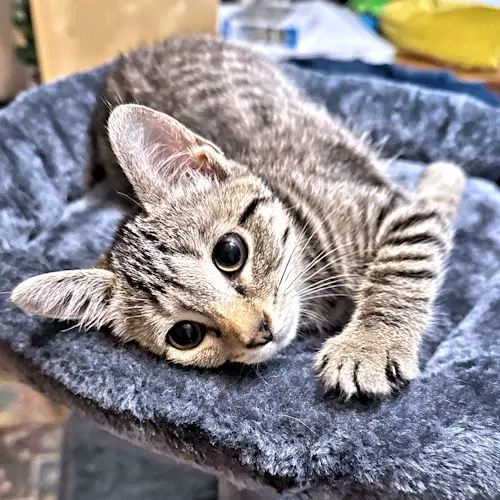 Sadie - Tabby