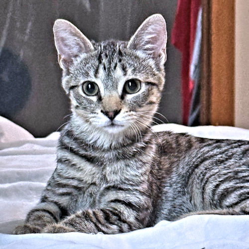 picture of the cat needing adoption