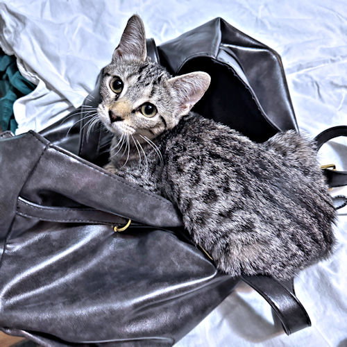 Sadie, photo 2