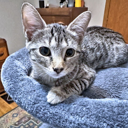 Photo 3 of Sadie