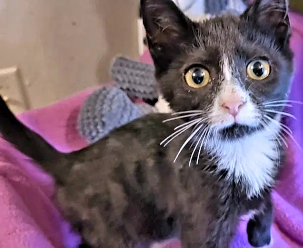 Gloria - Domestic Short Hair