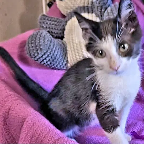 Jacob - Domestic Short Hair