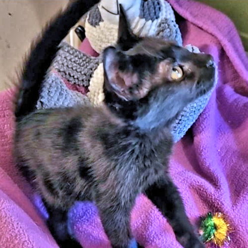 Sam, a cat for adoption from Rutherford County Humane Society