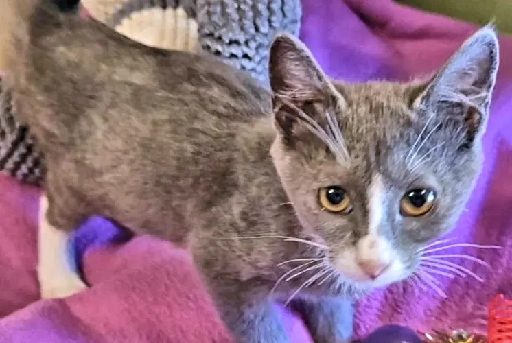Tabitha - Domestic Short Hair