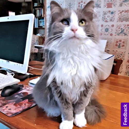 picture of the cat needing adoption