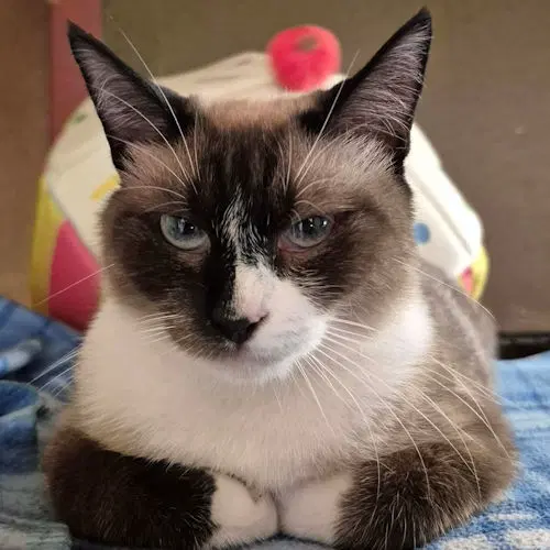 Catpuccino - Snowshoe