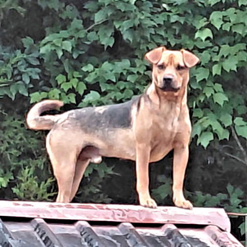 picture of the dog needing adoption