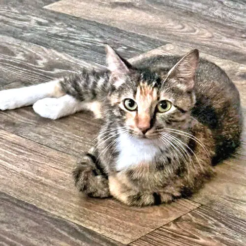 Cleo - Torbie