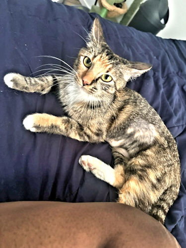 Photo 2 of Cleo