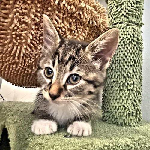 Lilly - Tabby