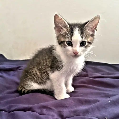 Marley - Tabby