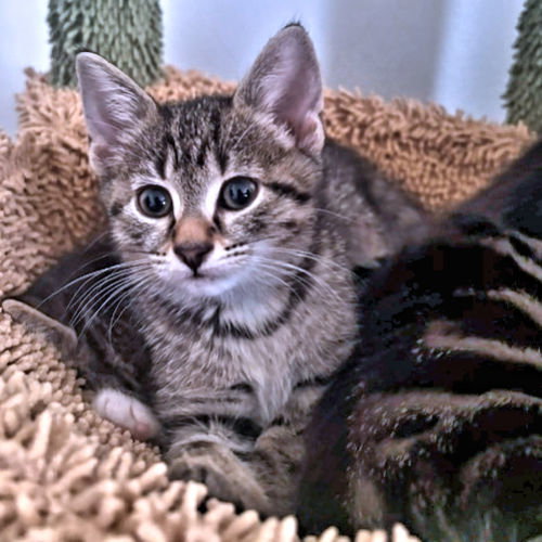 picture of the cat needing adoption