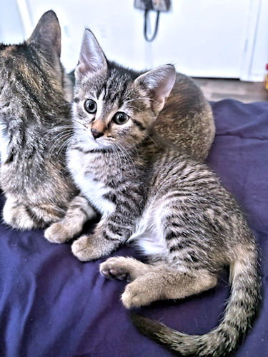 Photo 2 of Stella