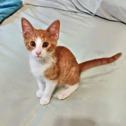 Karen - Tabby