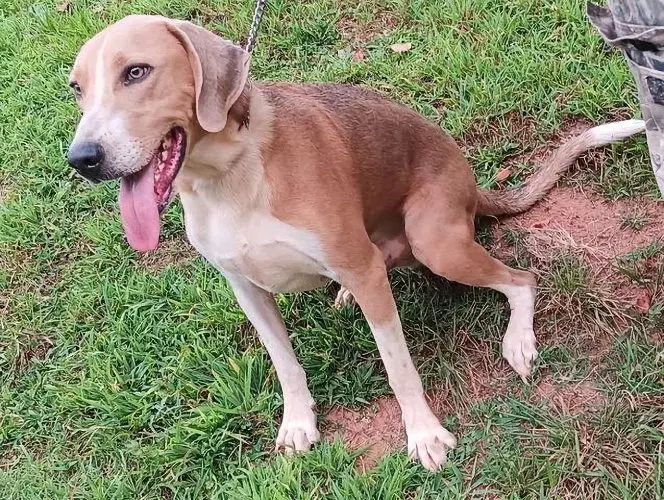 Pepsi - Treeing Walker Coonhound