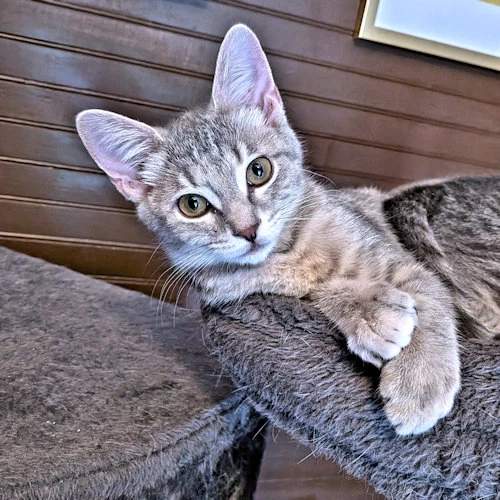 Freya Fluffer