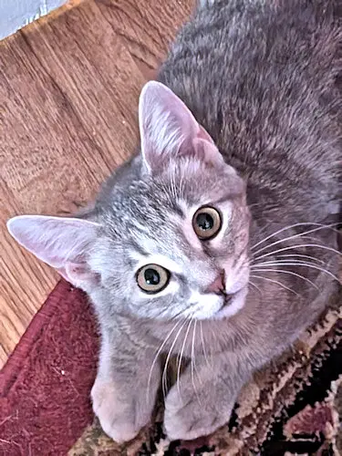 Freya Fluffer image 2
