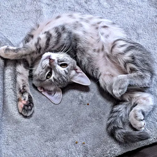 Freya Fluffer image 4