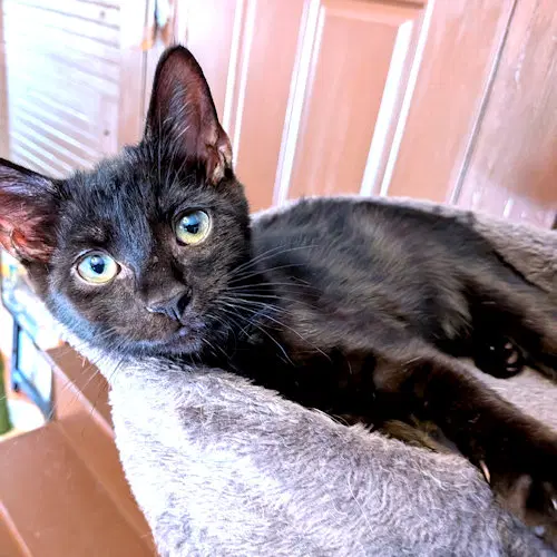 Vivi - Domestic Short Hair