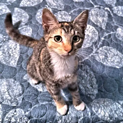 Trixie Lou - Torbie