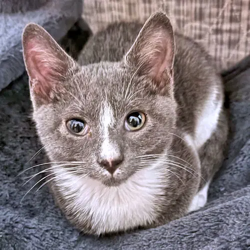 Toby - Domestic Short Hair