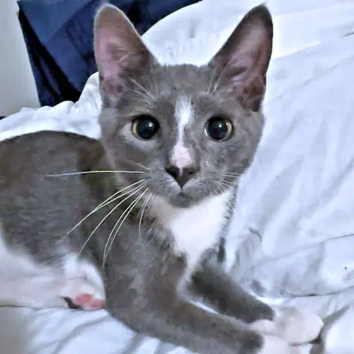 Toby - Domestic Short Hair