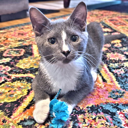 Toby, photo 3