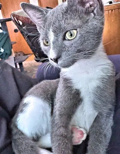 Toby image 4