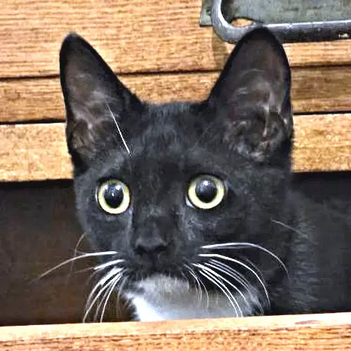 Percy - Tuxedo
