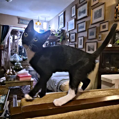 Percy image 3