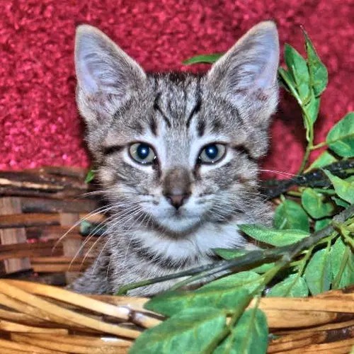 Jasper - Tabby