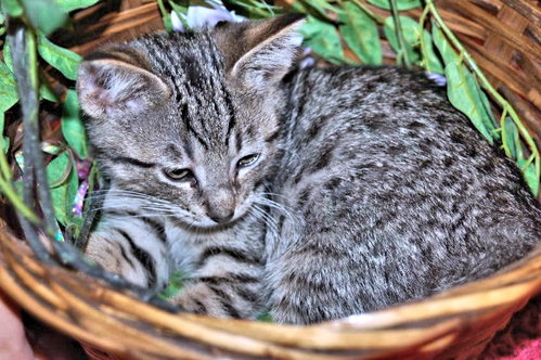 Photo 2 of Jasper