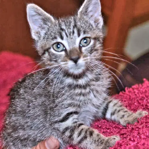 Topaz - Tabby