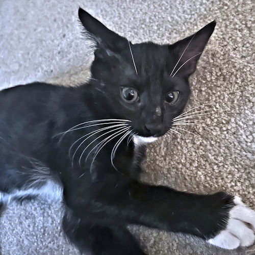 Photo 2 of Stripe