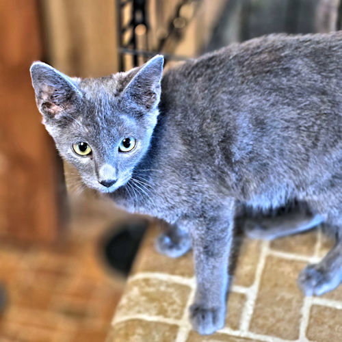 Aiden, a cat for adoption from Rutherford County Humane Society