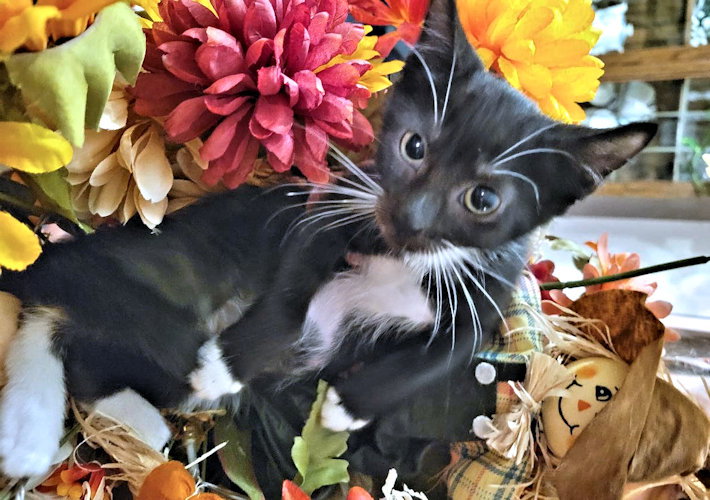 Opal, Tuxedo