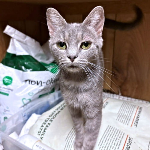 Lola, Tabby