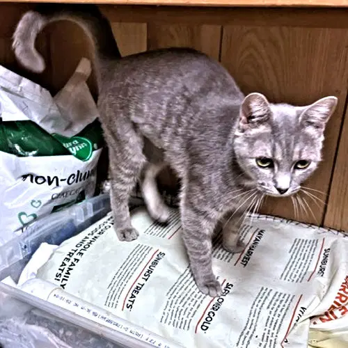 Lola image 3