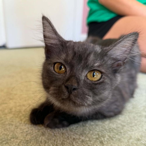 Thunder, a cat for adoption from Rutherford County Humane Society