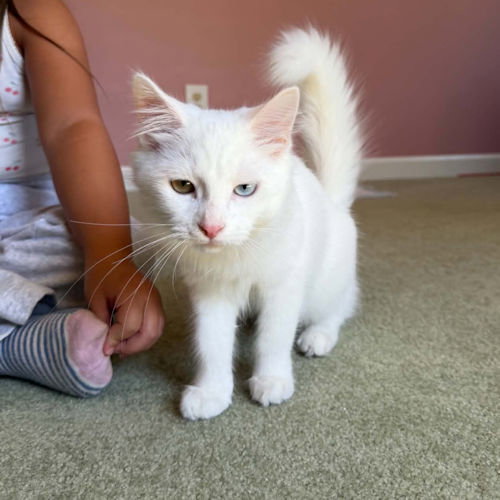 Lightening, a cat for adoption from Rutherford County Humane Society