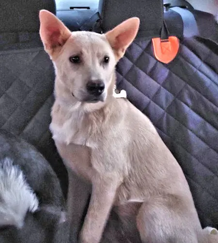 Elsa - Carolina Dog