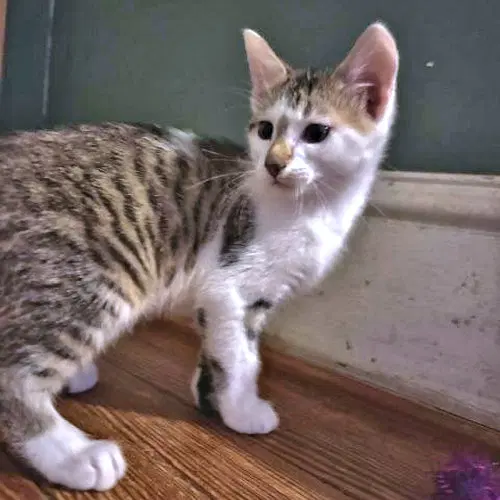 Milo image 1