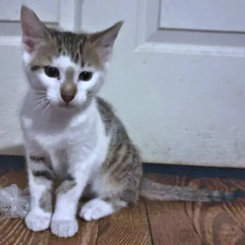 Milo image 2